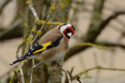 Fringillidae