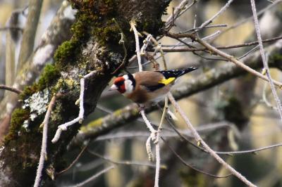 Carduelis carduelis