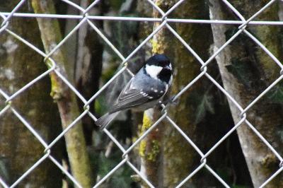 Mésange noire