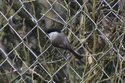 Mésange nonnette