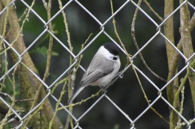 Poecile palustris