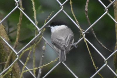 Mésange nonnette