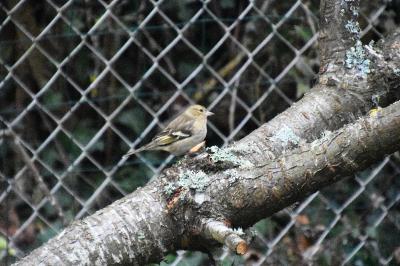 Pinson des arbres