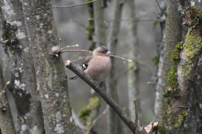 Pinson des arbres
