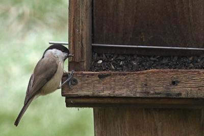Mésange nonnette