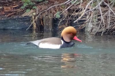 Nette rousse
