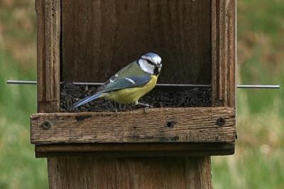 Mésange bleue