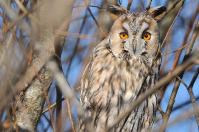 Strigidae