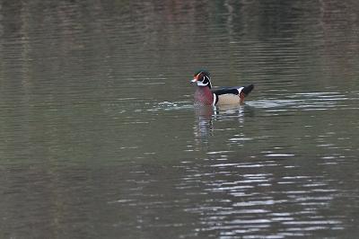 Canard carolin