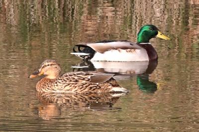 Canard colvert