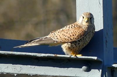 Falconidae