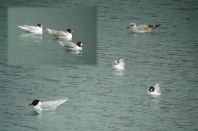 Mouette mélanocéphale