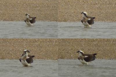 Pandion haliaetus