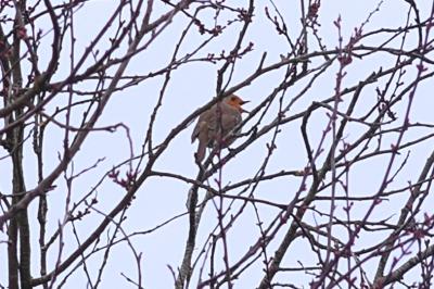 Erithacus rubecula