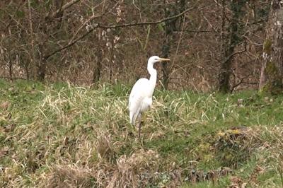 Grande Aigrette