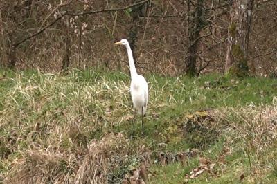 Grande Aigrette