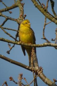 Bruant jaune
