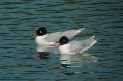 Laridae