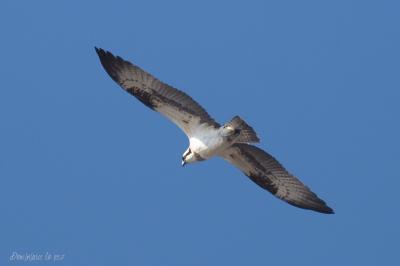Balbuzard pêcheur