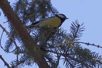 Mésange charbonnière