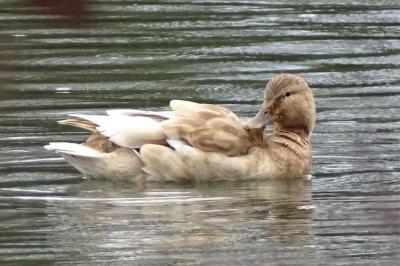 Canard colvert