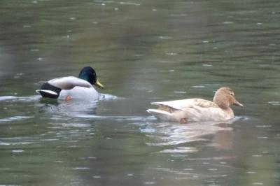 Canard colvert