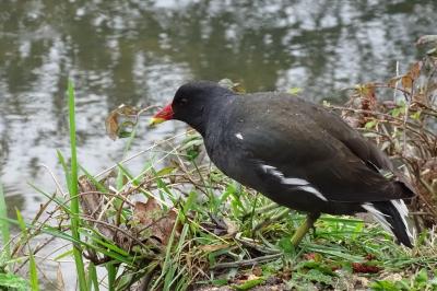 Poule-d'eau