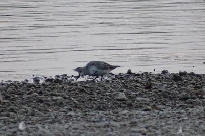 Bécasseau variable