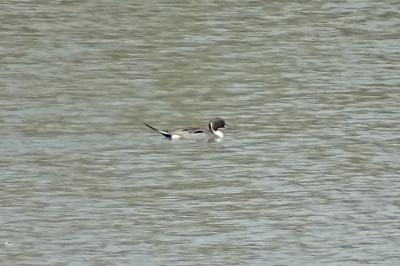 Canard pilet