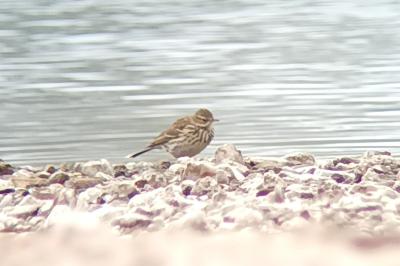 Pipit spioncelle
