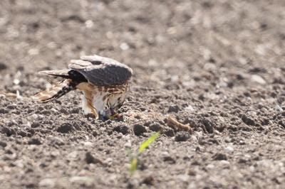 Falco columbarius