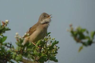 Sylvia communis