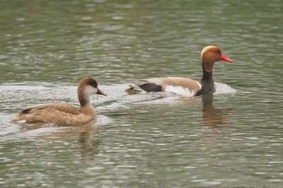Nette rousse