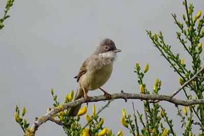 Fauvette grisette