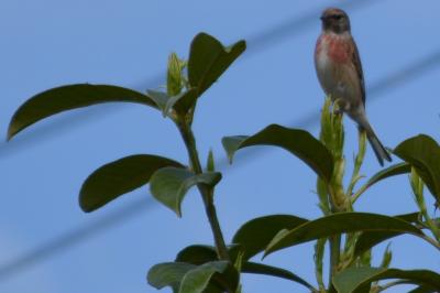 Linotte mélodieuse