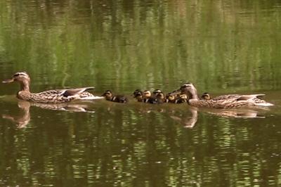 Canard colvert