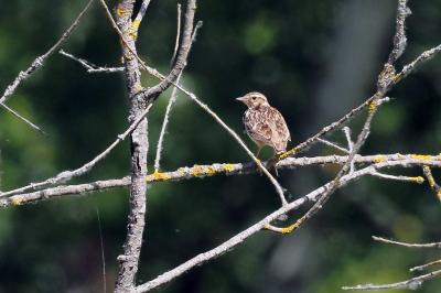 Alaudidae
