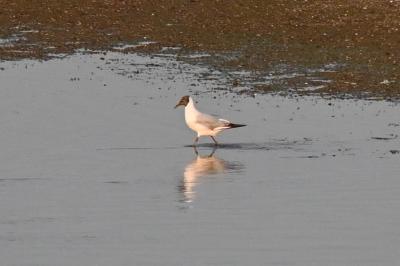 Mouette rieuse