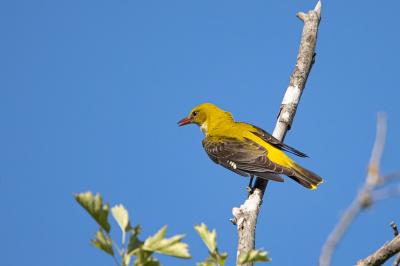 Oriolidae