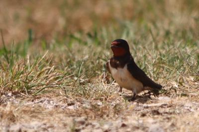 Hirondelle rustique