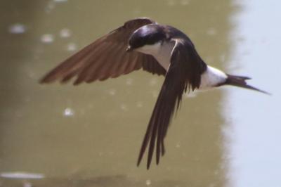 Hirondelle de fenêtre