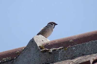 Moineau friquet