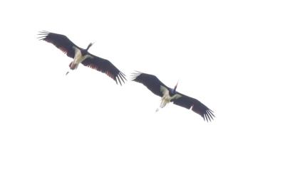 Cigogne noire