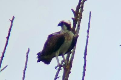 Balbuzard pêcheur