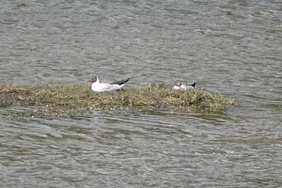 Mouette rieuse