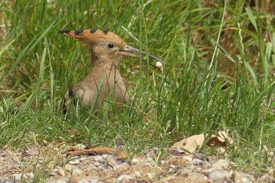 Huppe fasciée