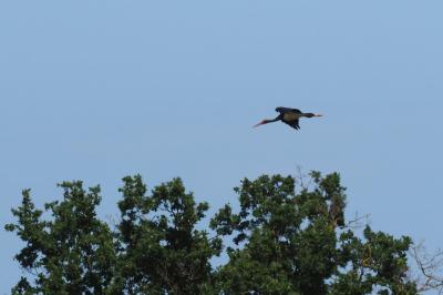 Cigogne noire
