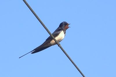 Hirondelle rustique