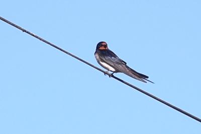 Hirondelle rustique