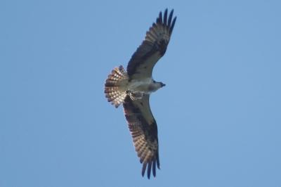 Balbuzard pêcheur